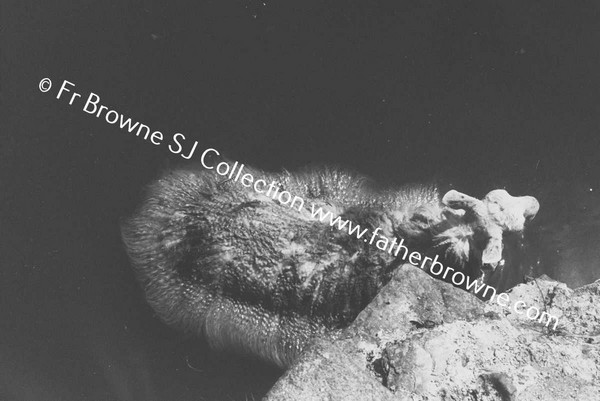 SHEEP WASHING IN RIVER BARROW